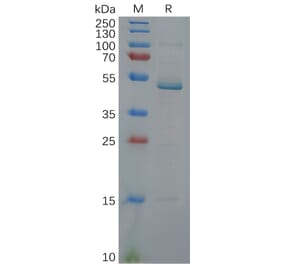 SDS-PAGE - Recombinant Human IL-17C Protein (Fc Tag) (A318115) - Antibodies.com