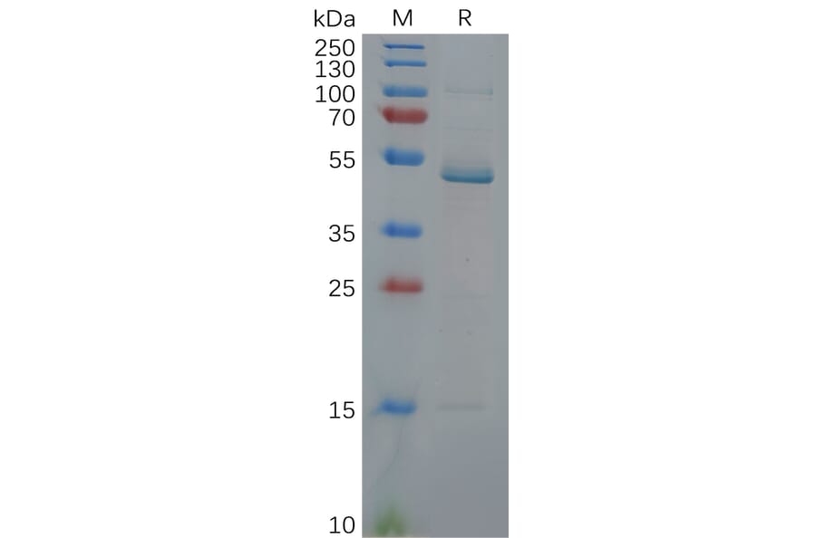 SDS-PAGE - Recombinant Human IL-17C Protein (Fc Tag) (A318115) - Antibodies.com