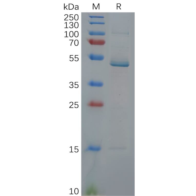 SDS-PAGE - Recombinant Human IL-17C Protein (Fc Tag) (A318115) - Antibodies.com