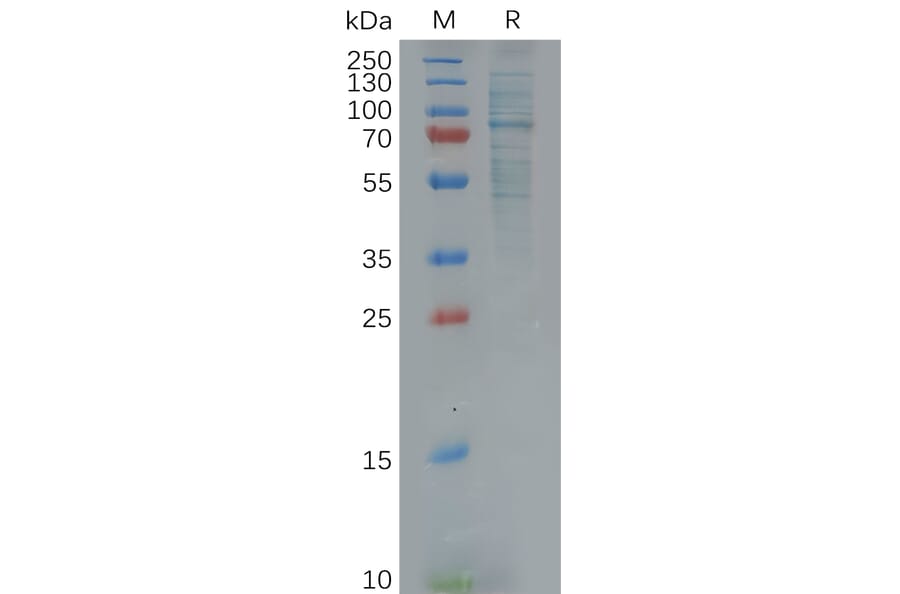 SDS-PAGE - Recombinant Human GAS 6 Protein (6×His Tag) (A318123) - Antibodies.com