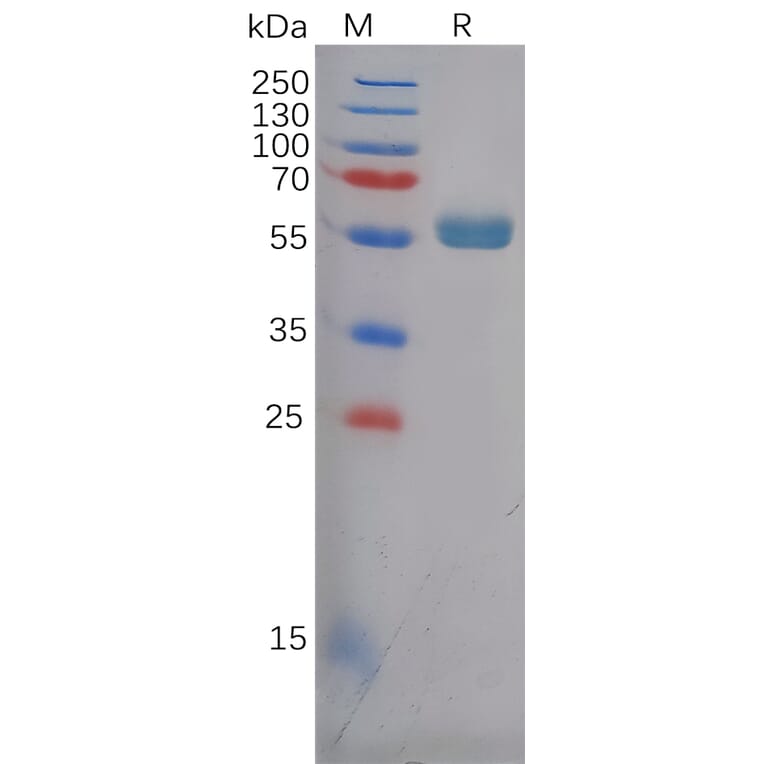 SDS-PAGE - Recombinant Human Frizzled 4 Protein (Fc Tag) (A318124) - Antibodies.com