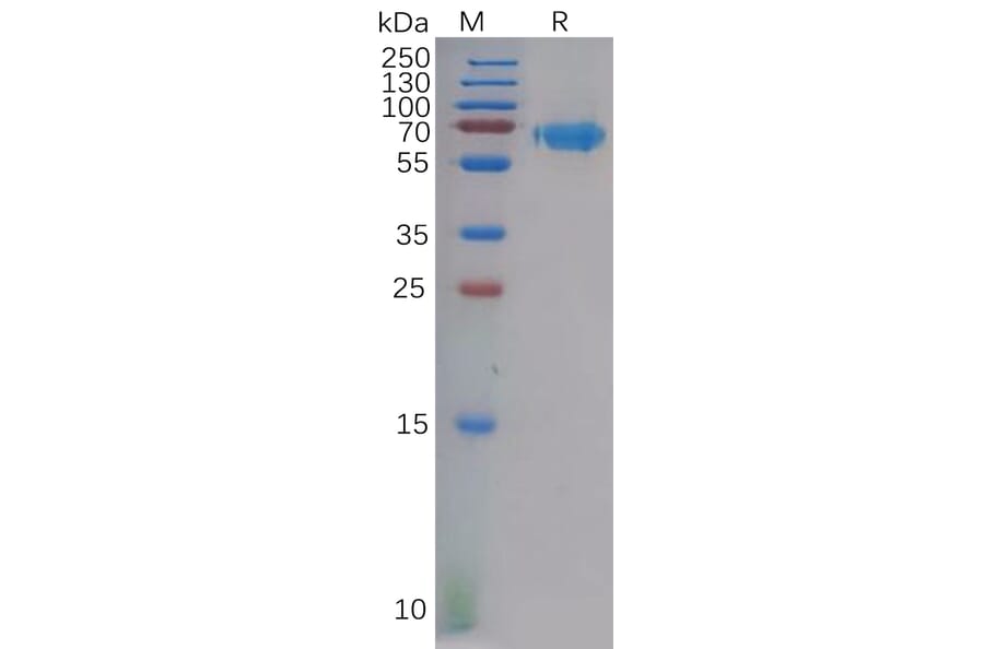 SDS-PAGE - Recombinant Human Ephrin A3 Protein (Fc Tag) (A318128) - Antibodies.com