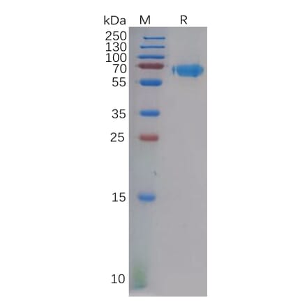 SDS-PAGE - Recombinant Human Ephrin A3 Protein (Fc Tag) (A318128) - Antibodies.com