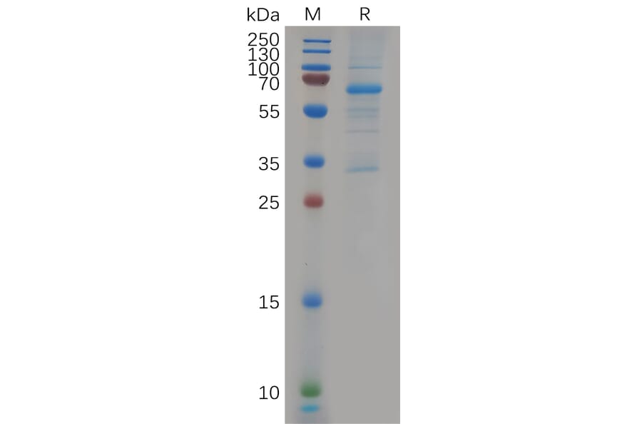 SDS-PAGE - Recombinant Human EVA1C Protein (Fc Tag) (A318129) - Antibodies.com