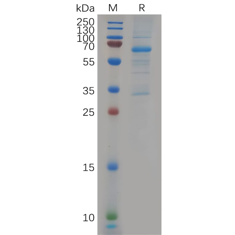 SDS-PAGE - Recombinant Human EVA1C Protein (Fc Tag) (A318129) - Antibodies.com