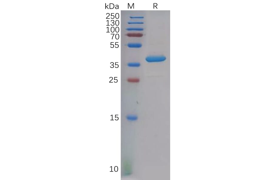 SDS-PAGE - Recombinant Human PF4 Protein (Fc Tag) (A318130) - Antibodies.com