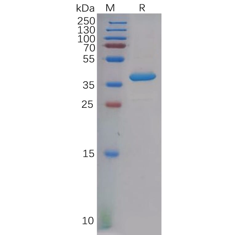 SDS-PAGE - Recombinant Human PF4 Protein (Fc Tag) (A318130) - Antibodies.com