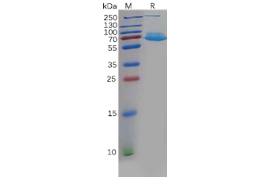 SDS-PAGE - Recombinant Human CLEC1 Protein (Fc Tag) (A318132) - Antibodies.com