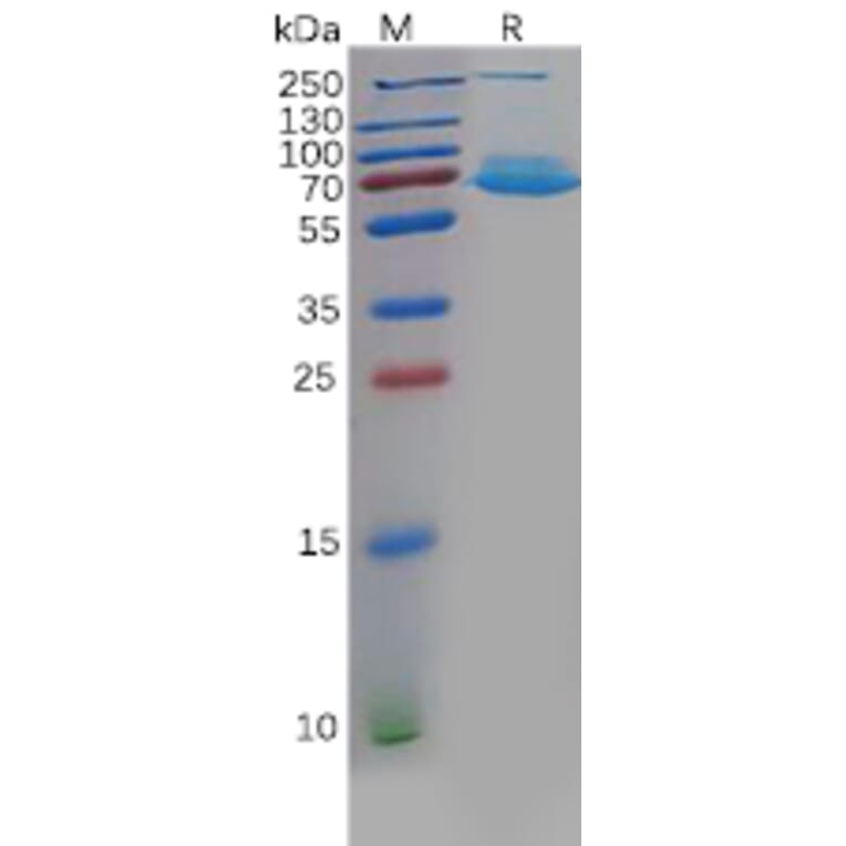 SDS-PAGE - Recombinant Human CLEC1 Protein (Fc Tag) (A318132) - Antibodies.com
