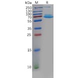SDS-PAGE - Recombinant Human CLEC1 Protein (Fc Tag) (A318132) - Antibodies.com