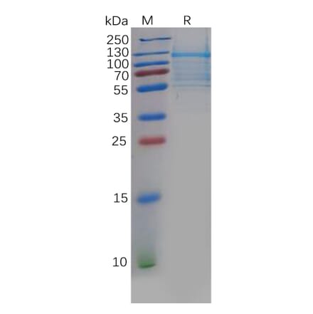 SDS-PAGE - Recombinant Human DLL3 Protein (Fc Tag) (A318134) - Antibodies.com