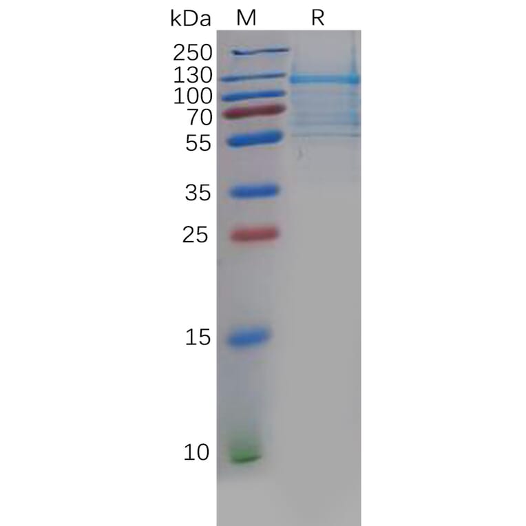 SDS-PAGE - Recombinant Human DLL3 Protein (Fc Tag) (A318134) - Antibodies.com