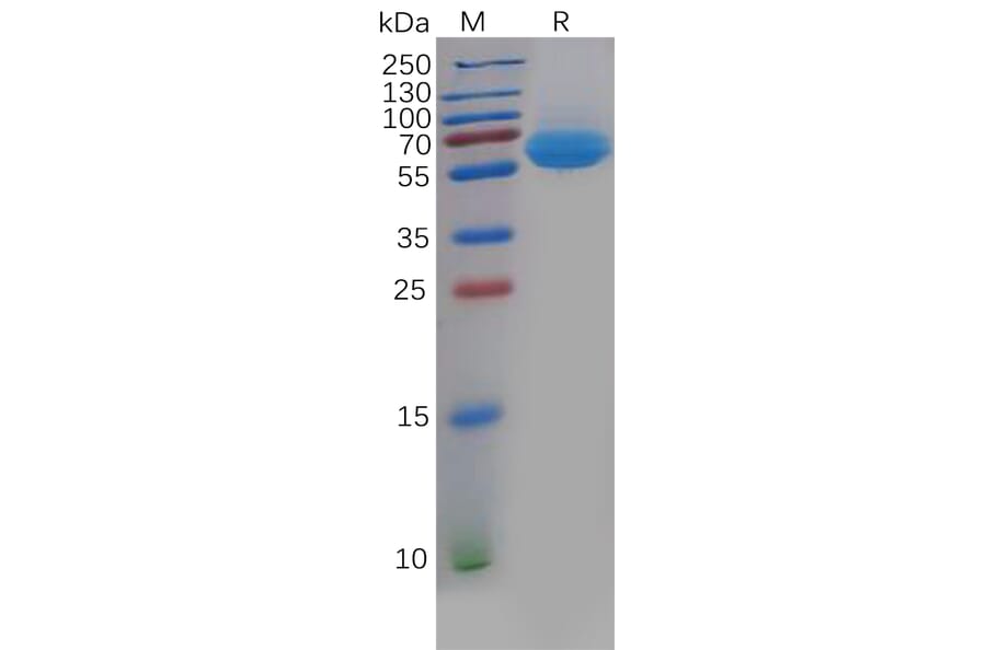 SDS-PAGE - Recombinant Human CD69 Protein (Fc Tag) (A318135) - Antibodies.com