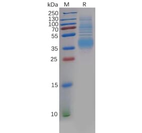 SDS-PAGE - Recombinant Human Clusterin Protein (6×His Tag) (A318137) - Antibodies.com