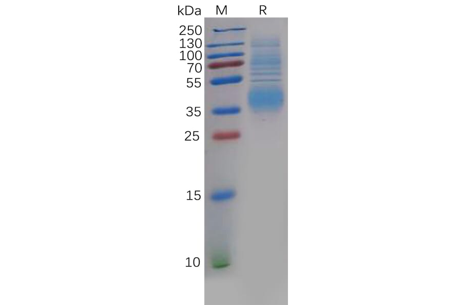 SDS-PAGE - Recombinant Human Clusterin Protein (6×His Tag) (A318137) - Antibodies.com