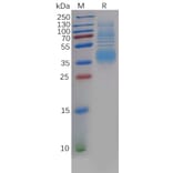 SDS-PAGE - Recombinant Human Clusterin Protein (6×His Tag) (A318137) - Antibodies.com