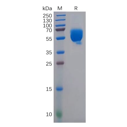 SDS-PAGE - Recombinant Human CD83 Protein (Fc Tag) (A318145) - Antibodies.com