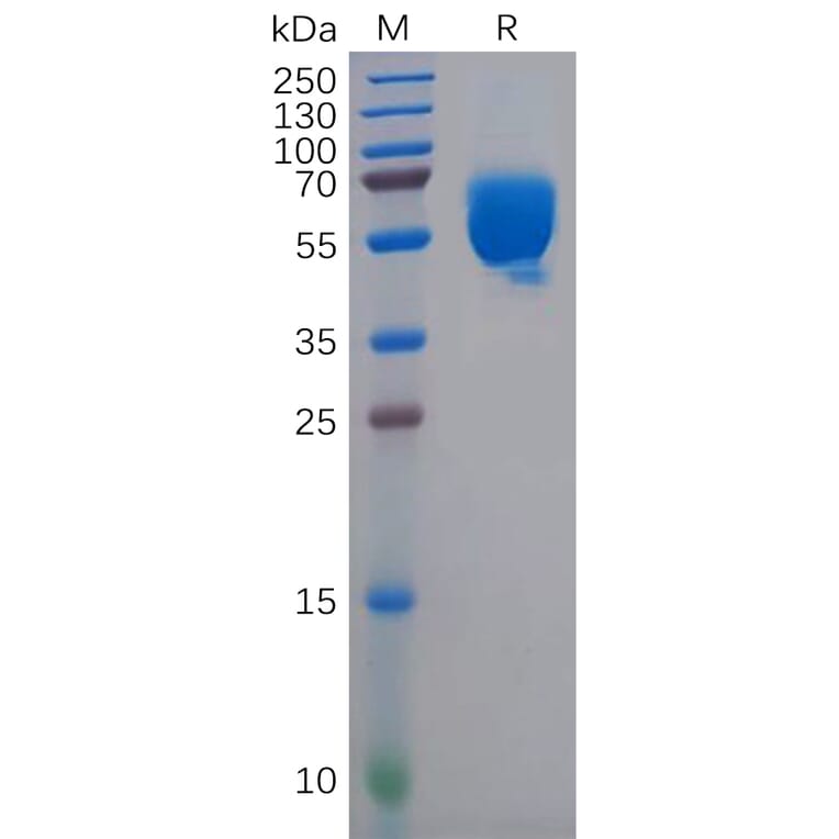 SDS-PAGE - Recombinant Human CD83 Protein (Fc Tag) (A318145) - Antibodies.com