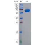 SDS-PAGE - Recombinant Human CD2 Protein (Fc Tag) (A318146) - Antibodies.com