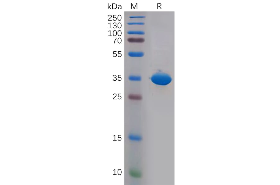 SDS-PAGE - Recombinant Human CD81 Protein (Fc Tag) (A318147) - Antibodies.com