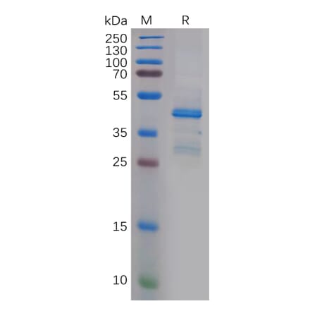SDS-PAGE - Recombinant Human PTN Protein (Fc Tag) (A318148) - Antibodies.com
