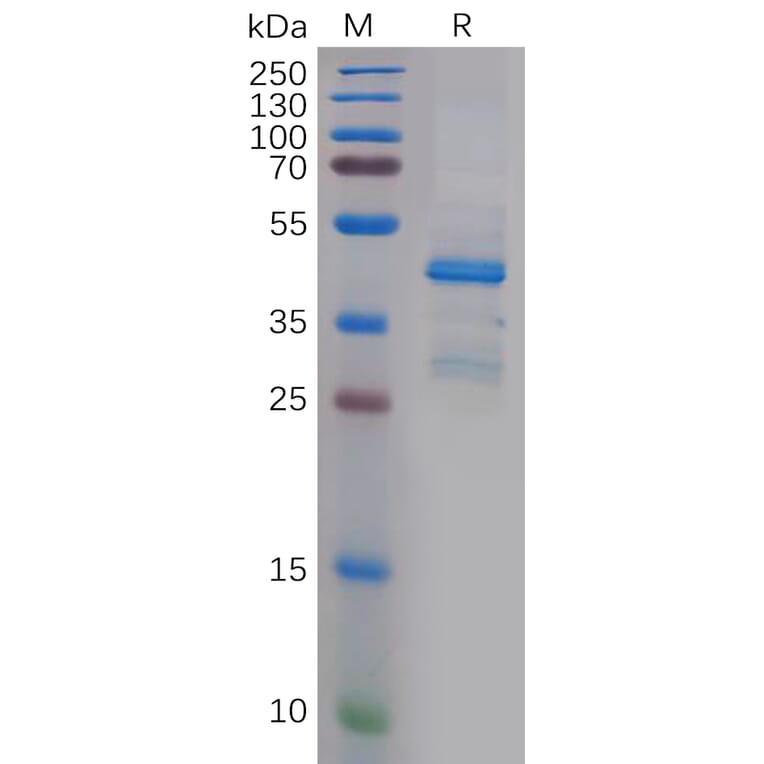SDS-PAGE - Recombinant Human PTN Protein (Fc Tag) (A318148) - Antibodies.com