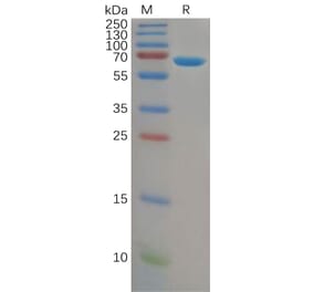 SDS-PAGE - Recombinant Human Albumin Protein (6×His Tag) (A318150) - Antibodies.com