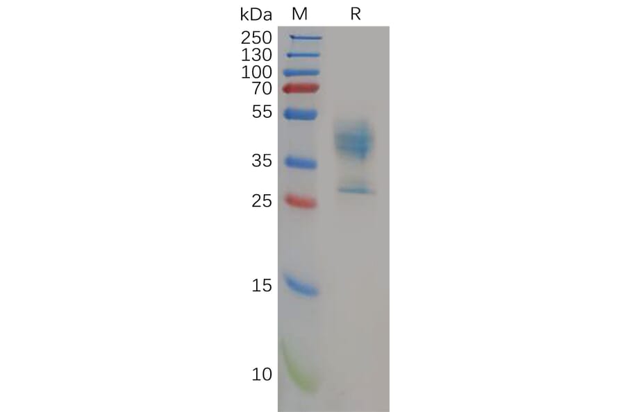 SDS-PAGE - Recombinant Human P Glycoprotein Protein (Fc Tag) (A318152) - Antibodies.com