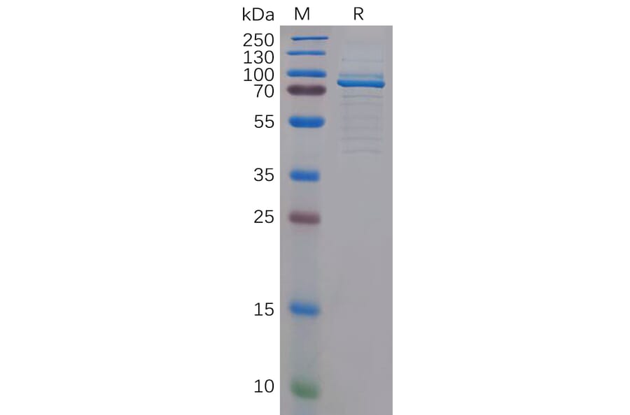 SDS-PAGE - Recombinant Human TPOR/MPL Protein (Fc Tag) (A318153) - Antibodies.com