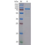 SDS-PAGE - Recombinant Human TPOR/MPL Protein (Fc Tag) (A318153) - Antibodies.com