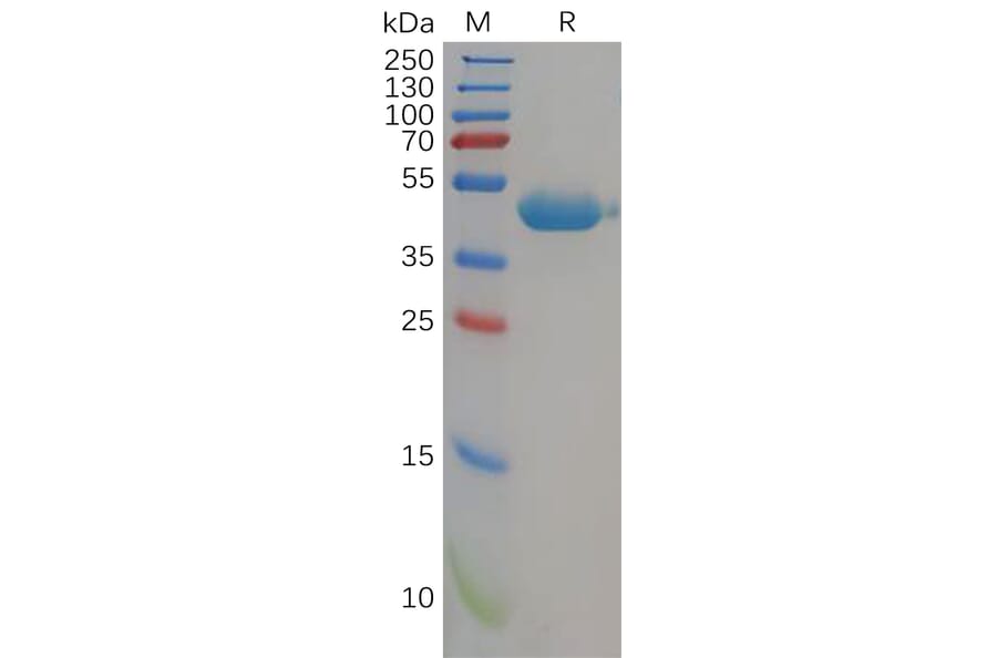 SDS-PAGE - Recombinant Human Nectin 2 Protein (6×His Tag) (A318163) - Antibodies.com