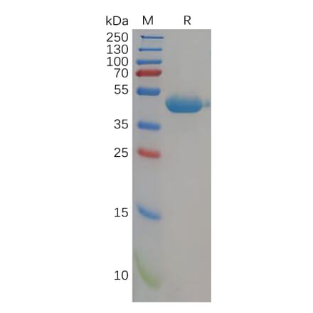 SDS-PAGE - Recombinant Human Nectin 2 Protein (6×His Tag) (A318163) - Antibodies.com