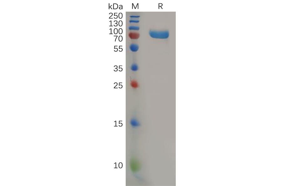 SDS-PAGE - Recombinant Human Nectin 2 Protein (Fc Tag) (A318164) - Antibodies.com
