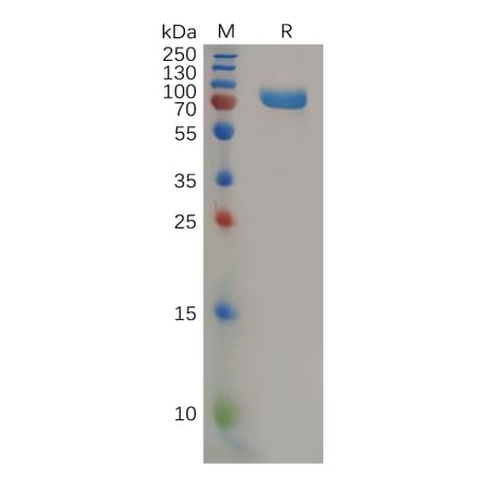 SDS-PAGE - Recombinant Human Nectin 2 Protein (Fc Tag) (A318164) - Antibodies.com