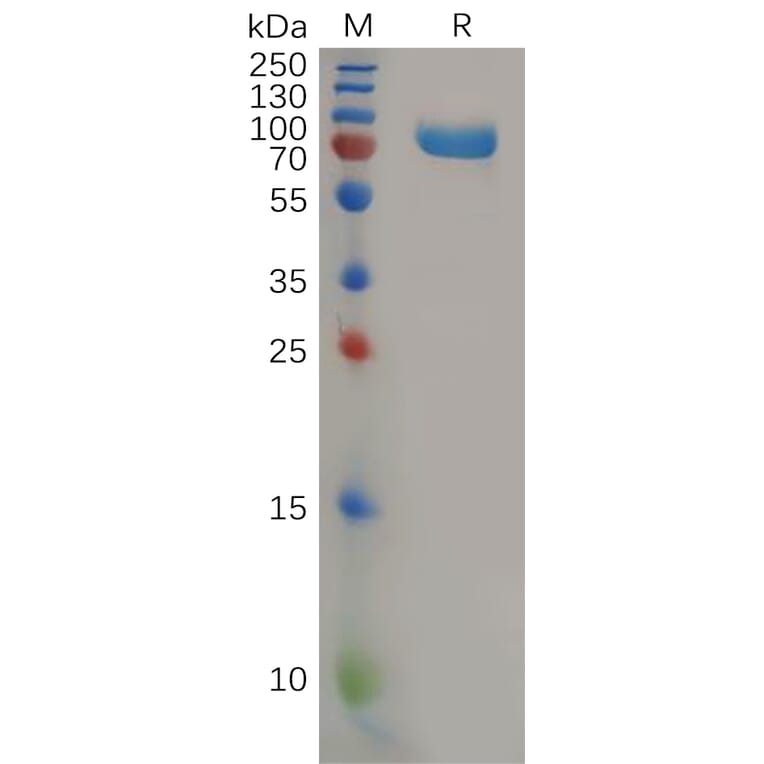 SDS-PAGE - Recombinant Human Nectin 2 Protein (Fc Tag) (A318164) - Antibodies.com