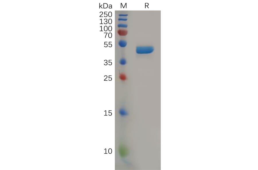 SDS-PAGE - Recombinant Human IL-2 Protein (Fc Tag) (A318165) - Antibodies.com