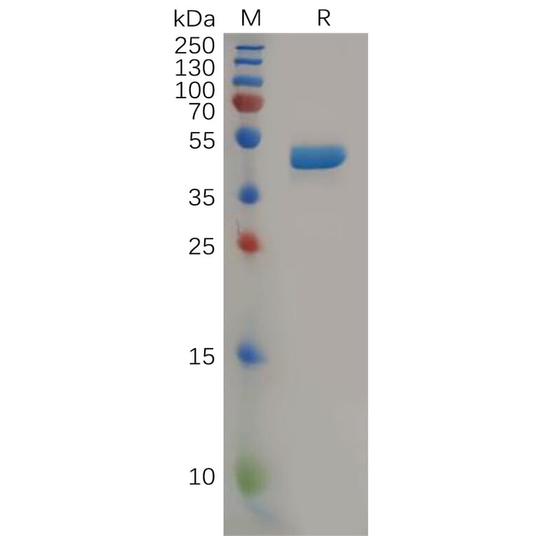SDS-PAGE - Recombinant Human IL-2 Protein (Fc Tag) (A318165) - Antibodies.com