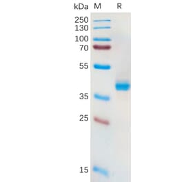 SDS-PAGE - Recombinant Human xCT Protein (Fc Tag) (A318166) - Antibodies.com