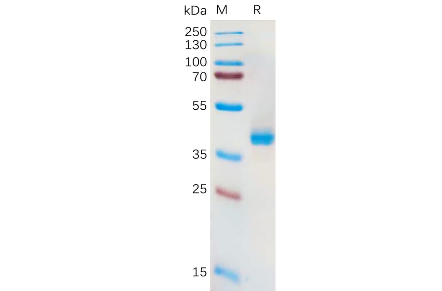 SDS-PAGE - Recombinant Human xCT Protein (Fc Tag) (A318166) - Antibodies.com