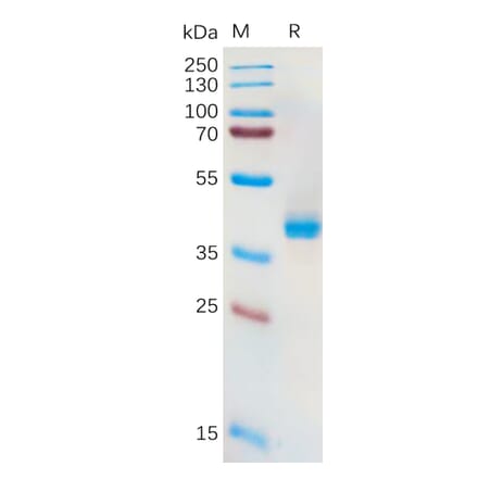 SDS-PAGE - Recombinant Human xCT Protein (Fc Tag) (A318166) - Antibodies.com