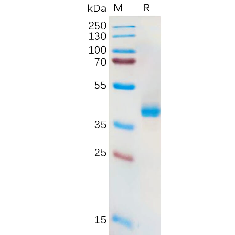 SDS-PAGE - Recombinant Human xCT Protein (Fc Tag) (A318166) - Antibodies.com