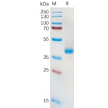 SDS-PAGE - Recombinant Human xCT Protein (Fc Tag) (A318166) - Antibodies.com
