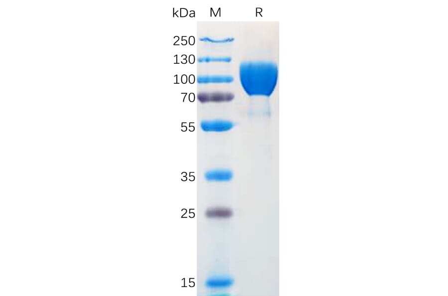SDS-PAGE - Recombinant Human TrkA Protein (Fc Tag) (A318167) - Antibodies.com