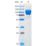 SDS-PAGE - Recombinant Human TrkA Protein (Fc Tag) (A318167) - Antibodies.com