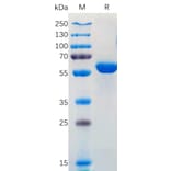SDS-PAGE - Recombinant SARS-CoV-2 Spike Glycoprotein RBD (Kappa B.1.617/B.1.617.1/B.1.617.3 Variant) (Fc Tag) (A318168) - Antibodies.com