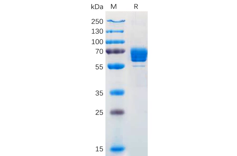 SDS-PAGE - Recombinant Human M-CSF Protein (Fc Tag) (A318170) - Antibodies.com