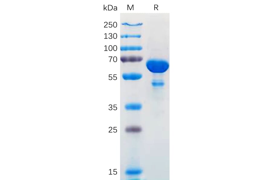 SDS-PAGE - Recombinant Human Bcl-XL Protein (Fc Tag) (A318171) - Antibodies.com