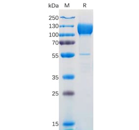 SDS-PAGE - Recombinant Human TrkC Protein (Fc Tag) (A318172) - Antibodies.com