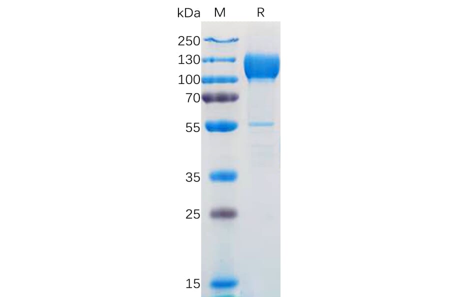 SDS-PAGE - Recombinant Human TrkC Protein (Fc Tag) (A318172) - Antibodies.com
