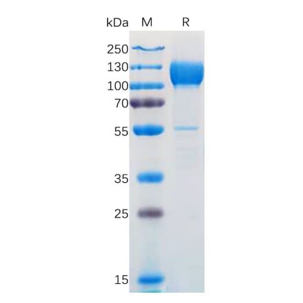 SDS-PAGE - Recombinant Human TrkC Protein (Fc Tag) (A318172) - Antibodies.com